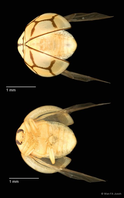 Heteroneda billardieri • © Wan FA Jusoh • All Rights Reserved
