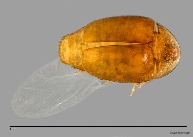 Corylophidae sp. "ZRCBDP0060053" • © Maimon Hussin • All Rights Reserved