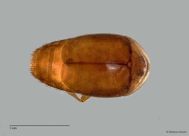 Corylophidae sp. "ZRCBDP0060061" • © Maimon Hussin • All Rights Reserved