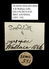 Scolytinae sp. "AYC 119" • All Rights Reserved Museum Label