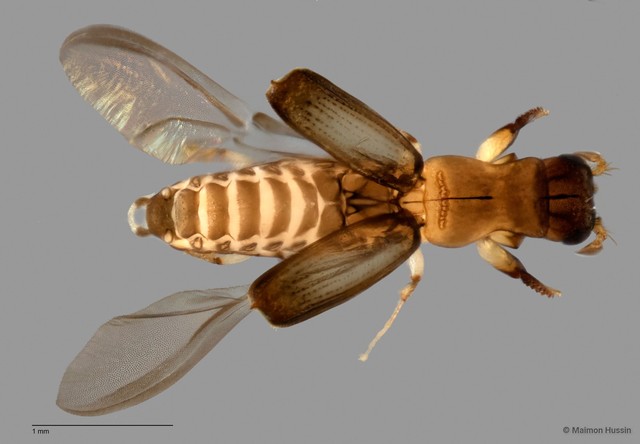 Platypodinae sp. "ZRCBDP0060576" • © Maimon Hussin • All Rights Reserved