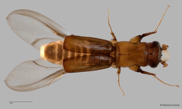 Platypodinae sp. "ZRCBDP006510" • © Maimon Hussin • All Rights Reserved
