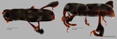 Curculionidae sp. "ZRCBDP0071793"