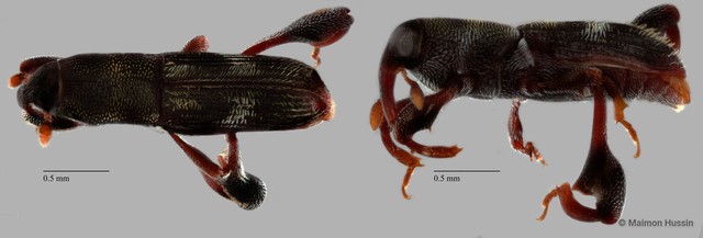 Curculionidae sp. "ZRCBDP0071793" • © Maimon Hussin • All Rights Reserved
