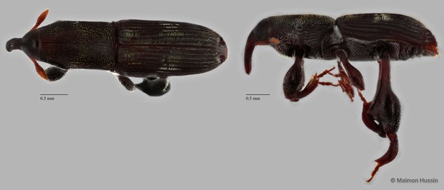 Curculionidae sp. "ZRCBDP0071821" • © Maimon Hussin • All Rights Reserved