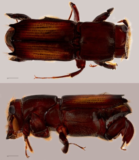 Platypodinae sp. "ZRCBDP0071901" • © Tan Wee Chye • All Rights Reserved