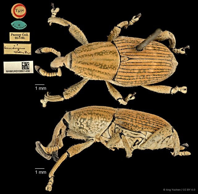 Cercidocerus effetus • © Ang Yuchen • CC BY 4.0