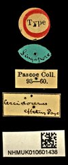 Cercidocerus effetus • All Rights Reserved Museum Label