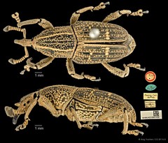 Cercidocerus indicator • © Ang Yuchen • CC BY 4.0