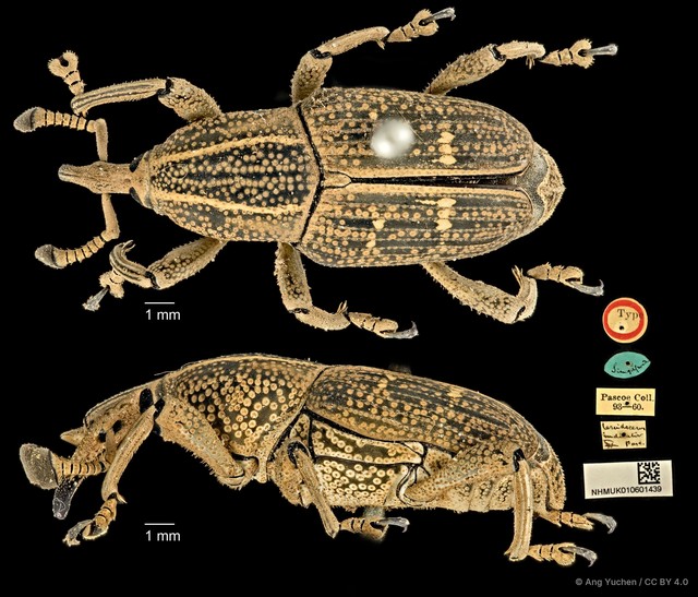 Cercidocerus indicator • © Ang Yuchen • CC BY 4.0