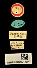 Cercidocerus indicator • All Rights Reserved Museum Label