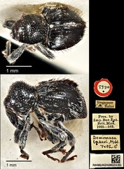 Demimaea bakeri • © Ang Yuchen • CC BY 4.0