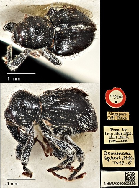 Demimaea bakeri • © Ang Yuchen • CC BY 4.0
