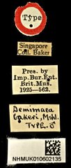 Demimaea bakeri • All Rights Reserved Museum Label