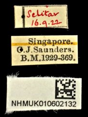 Dermatodes costatus • All Rights Reserved Museum Label