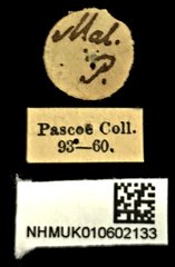 Dermatodes costatus • All Rights Reserved Museum Label