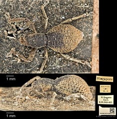 Geotragus inflatus • © Ang Yuchen • CC BY 4.0