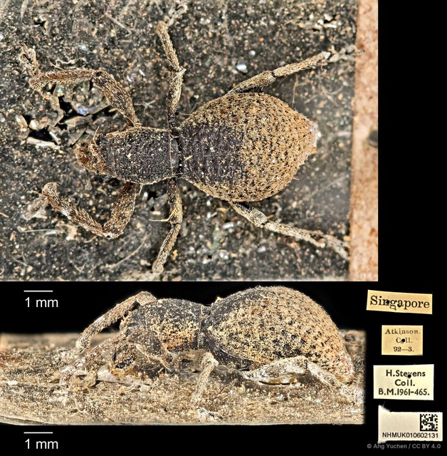 Geotragus inflatus • © Ang Yuchen • CC BY 4.0