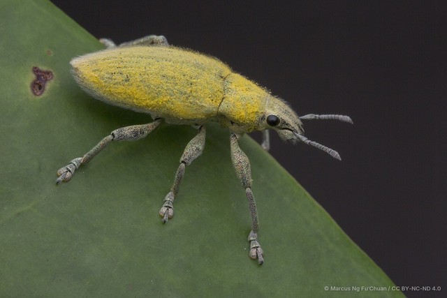 Hypomeces pulviger • © Marcus Ng Fu Chuan • CC BY-NC-ND 4.0