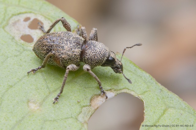 Metapocyrtus (Trachycyrtus) adspersus • © Marcus Ng Fu Chuan • CC BY-NC-ND 4.0