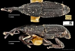 Microspathe fuliginosa • © Ang Yuchen • CC BY 4.0