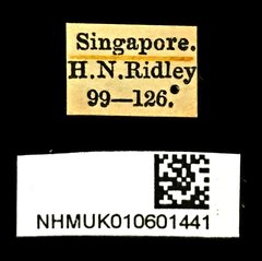 Microspathe fuliginosa • All Rights Reserved Museum Label
