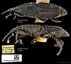 Microspathe fuliginosa • © Ang Yuchen • CC BY 4.0