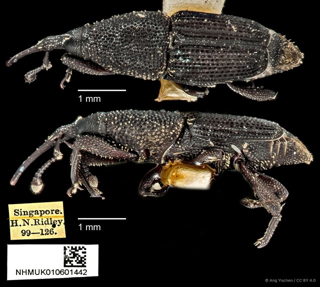 Microspathe fuliginosa