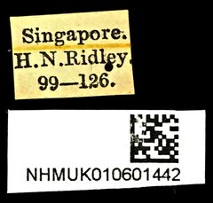 Microspathe fuliginosa • All Rights Reserved Museum Label