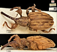 Ochyromera bryanti • © Ang Yuchen • CC BY 4.0