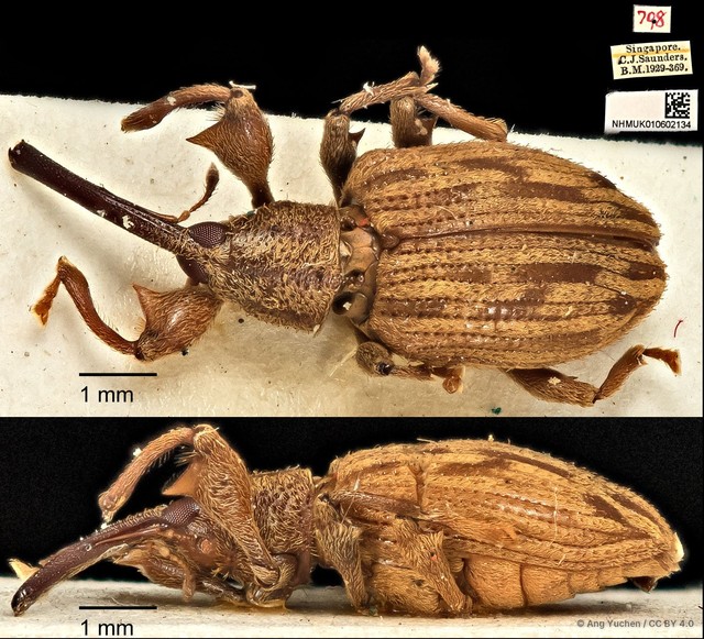 Ochyromera bryanti • © Ang Yuchen • CC BY 4.0