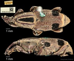 Prodioctes gemellus • © Ang Yuchen • CC BY 4.0