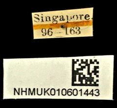 Prodioctes gemellus • All Rights Reserved Museum Label