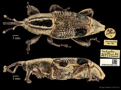 Prodioctes gemellus • © Ang Yuchen • CC BY 4.0