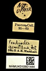 Prodioctes gemellus • All Rights Reserved Museum Label