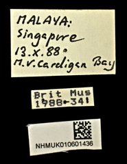 Protocerius colossus • All Rights Reserved Museum Label