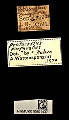 Protocerius purpuratus • All Rights Reserved Museum Label