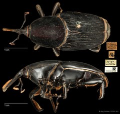 Rhynchophorus vulneratus • © Ang Yuchen • CC BY 4.0