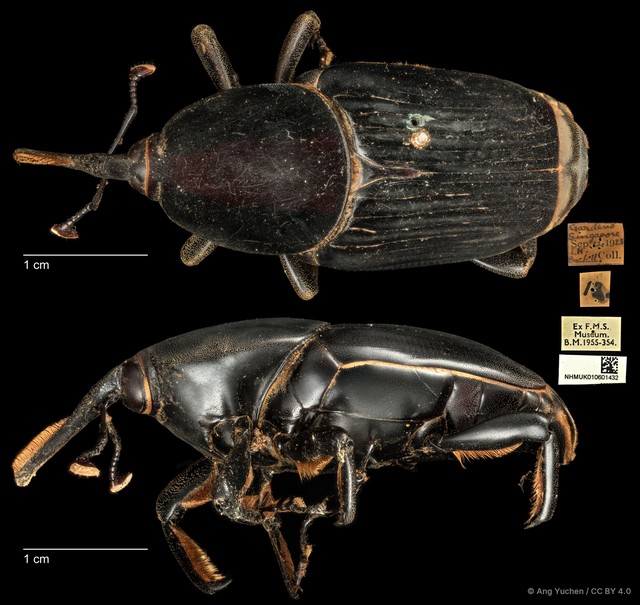 Rhynchophorus vulneratus • © Ang Yuchen • CC BY 4.0