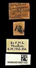 Rhynchophorus vulneratus • All Rights Reserved Museum Label