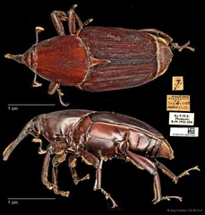 Rhynchophorus vulneratus • © Ang Yuchen • CC BY 4.0