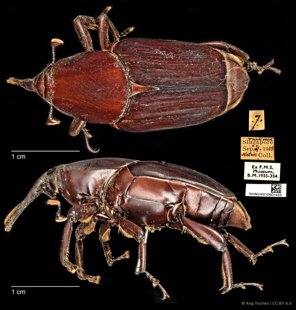 Rhynchophorus vulneratus