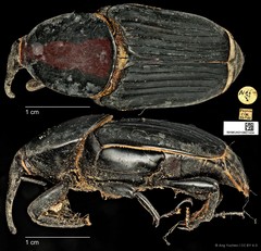 Rhynchophorus vulneratus • © Ang Yuchen • CC BY 4.0