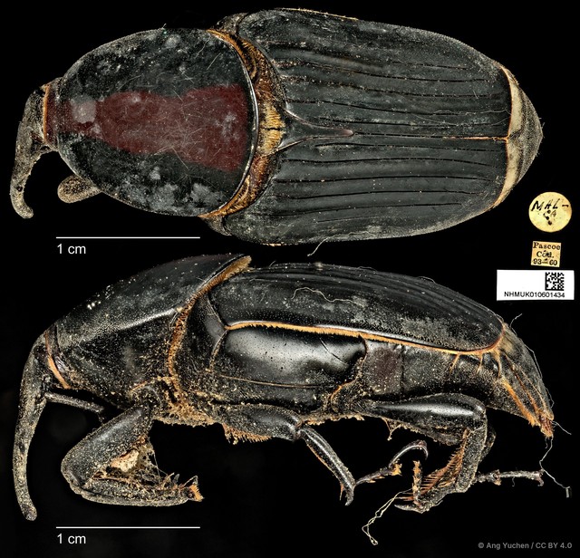 Rhynchophorus vulneratus