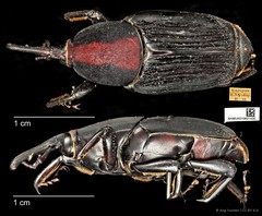 Rhynchophorus vulneratus • © Ang Yuchen • CC BY 4.0