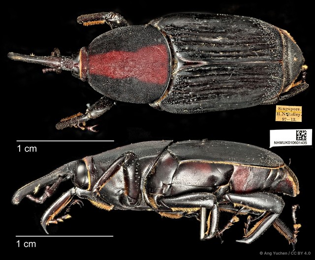 Rhynchophorus vulneratus