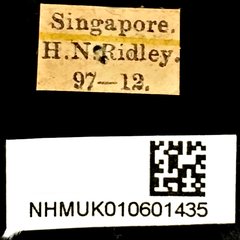 Rhynchophorus vulneratus • All Rights Reserved Museum Label