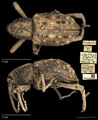 Sipalinus gigas • © Ang Yuchen • CC BY 4.0