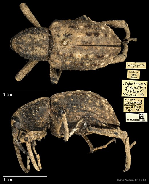 Sipalinus gigas • © Ang Yuchen • CC BY 4.0