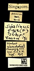 Sipalinus gigas • All Rights Reserved Museum Label